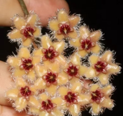 Hoya Caudata gold - kokulu mum çiçeği 2 -4 yaprak toprak da köklü ve sürgünlü (kod:new134a)