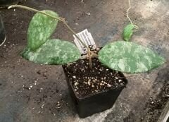 Hoya Caudata gold - kokulu mum çiçeği 2 -4 yaprak toprak da köklü ve sürgünlü (kod:new134a)