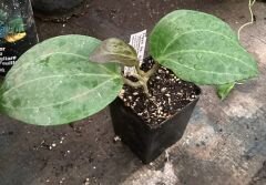 Hoya sp Sulawesi GPS 8867 - kokulu mum çiçeği 2 -4 yaprak toprak da köklü ve sürgünlü (kod:new73a)