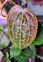 Hoya sp Sulawesi GPS 8867 - kokulu mum çiçeği 2 -4 yaprak toprak da köklü ve sürgünlü (kod:new73a)
