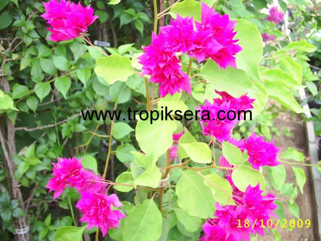 Kod:beg08 Katmerli (duble) koyu pembe begonvil (3 yaşında. 50-80 cm boyda)