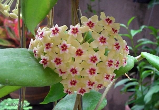 Hoya  dolichosparte - kokulu mum çiçeği  10-20 cm boyda,toprak da köklü ve sürgünlü (kod:new135a)