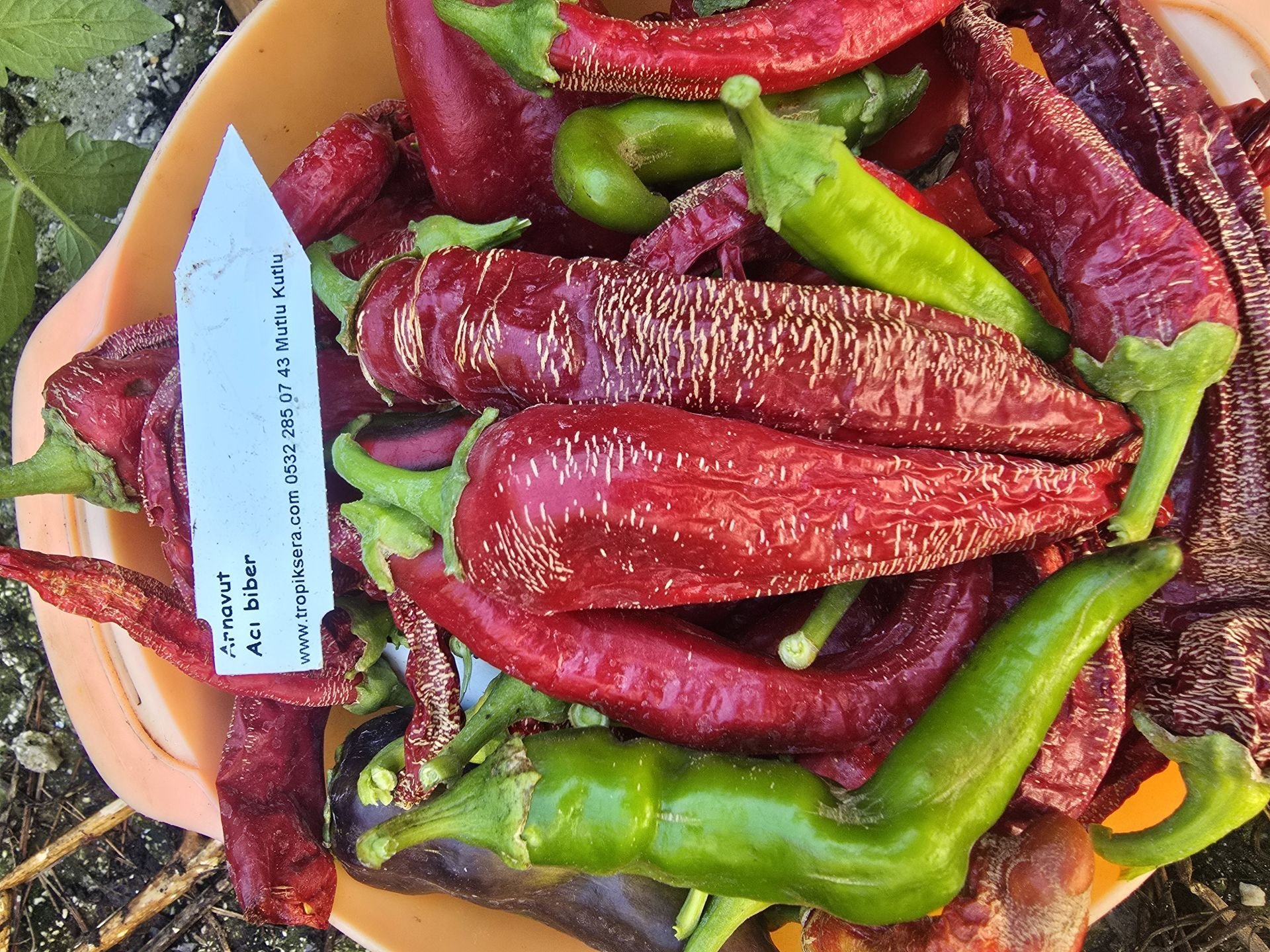 Çok acı Arnavut biber fidesi