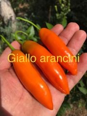 Çok acı Giallo arancini biber fidesi