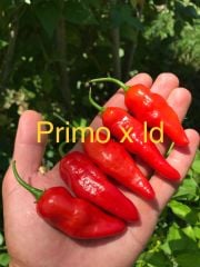 Çok acı primo xld biber fidesi