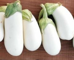 Casper beyaz patlıcan fidesi