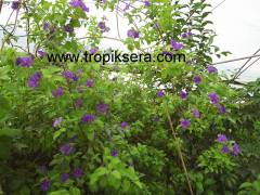 Kod:sol02 Ağaç maviş, 40-80 cm boyda (Solanum rantonetti)