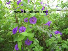 Kod:sol02 Ağaç maviş, 40-80 cm boyda (Solanum rantonetti)