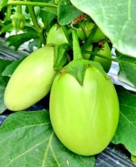 Apple green patlıcan fidesi