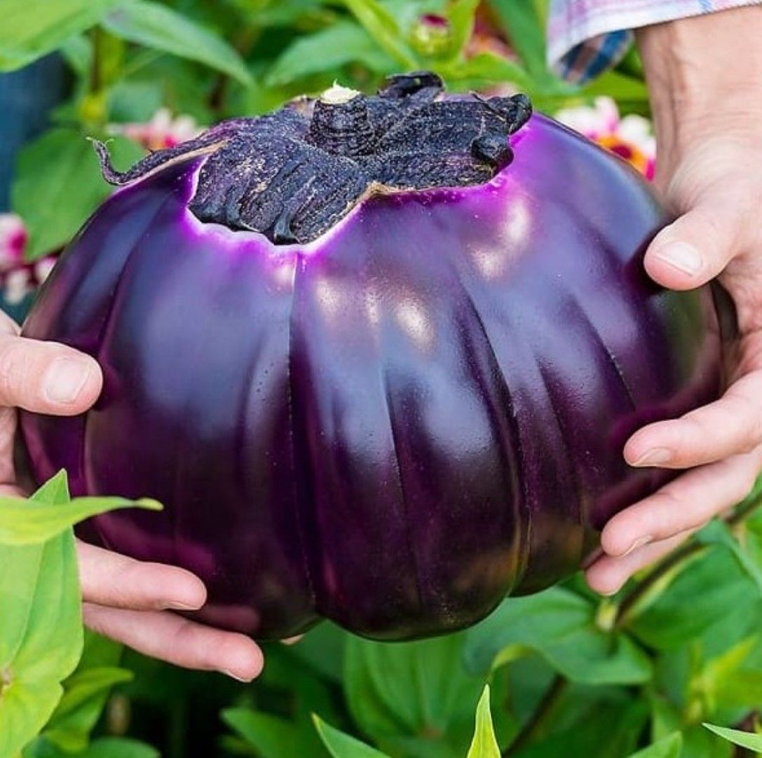Prosperosa patlıcan fidesi