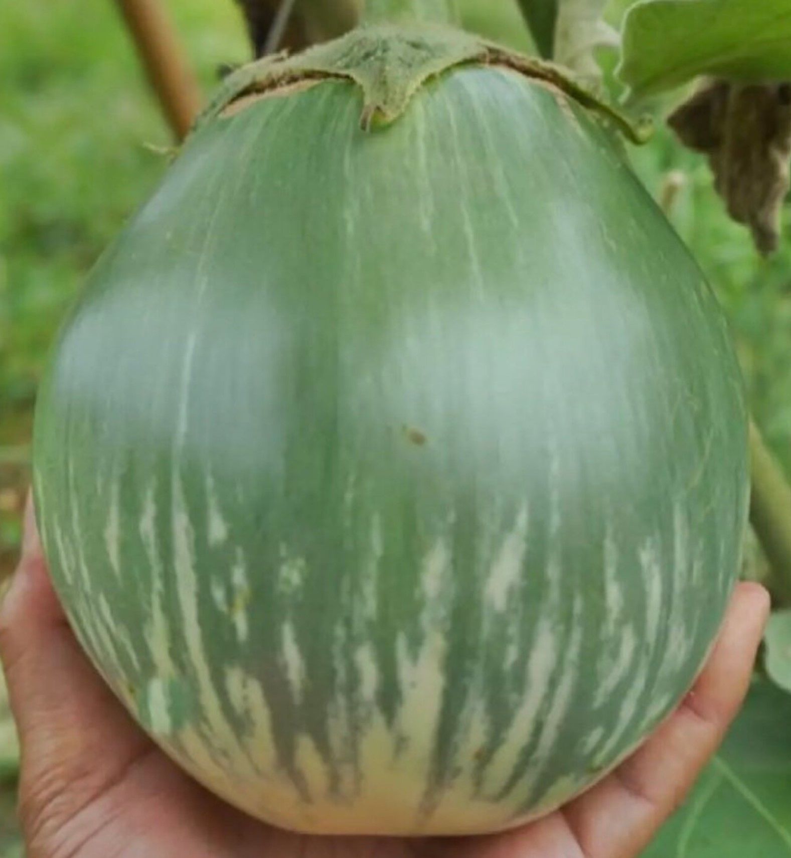 Giant thai patlıcan fidesi