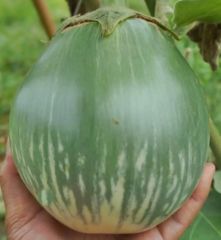 Giant thai patlıcan fidesi