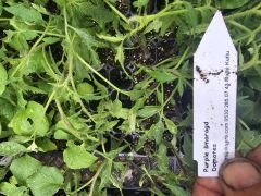 Purple smaragd domates fidesi