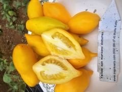 yellow can san marzano tomatoes fidesi