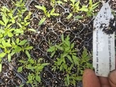 yellow can san marzano tomatoes fidesi