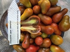 chocolate pear tomatoes  fidesi