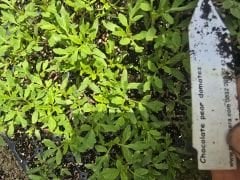 chocolate pear tomatoes  fidesi