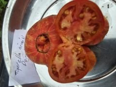 Tigarella domates fidesi