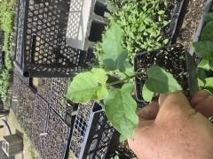 Sarmaşık bamya fidesi (Araujia sericifera)