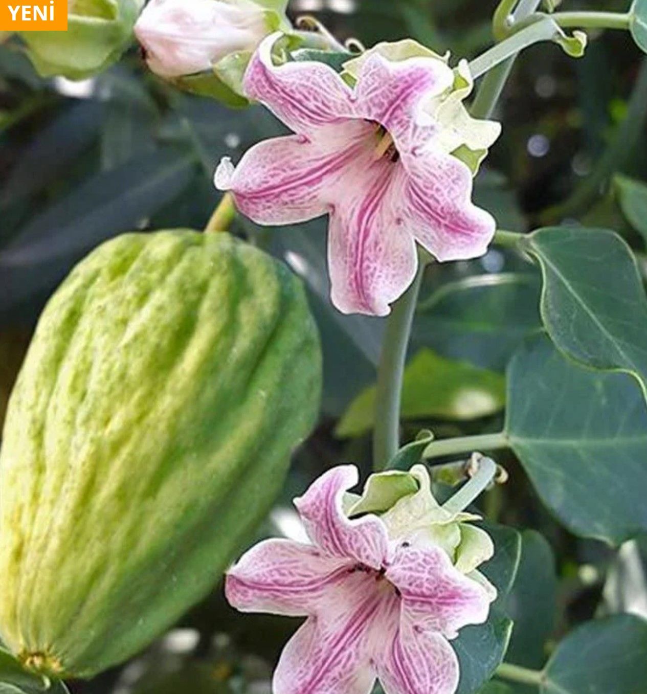 Sarmaşık bamya fidesi (Araujia sericifera)