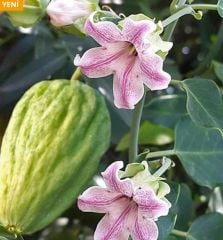 Sarmaşık bamya fidesi (Araujia sericifera)