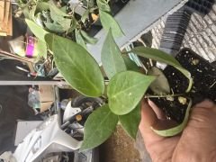 Hoya Cv. Sunrise Yoğun karanfil  Kokulu mum çiçeği  10-20 cm boyda mini saksıda köklü.Güçlü sürgünlü (kod:mum38c)