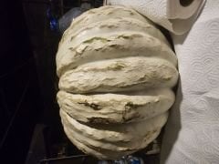 Dev kabak fidesi (+24kg)