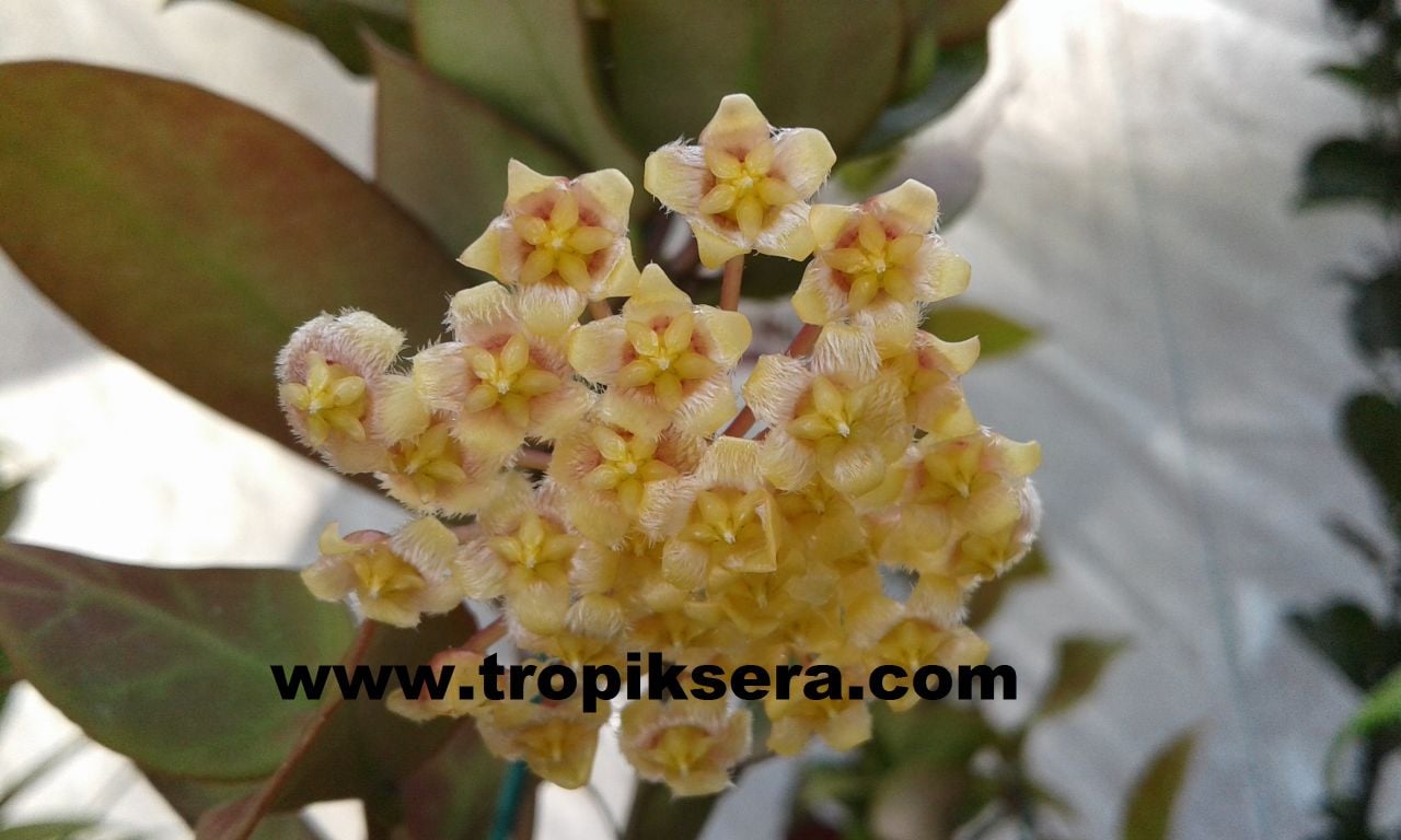 Hoya Cv. Sunrise Yoğun karanfil  Kokulu mum çiçeği  10-20 cm boyda mini saksıda köklü.Güçlü sürgünlü (kod:mum38c)