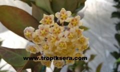 Hoya Cv. Sunrise Yoğun karanfil  Kokulu mum çiçeği  10-20 cm boyda mini saksıda köklü.Güçlü sürgünlü (kod:mum38c)
