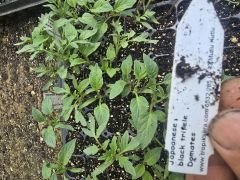 Japanese Black Trifele domates fidesi