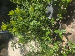 Kod:j02 İthal jumbo gardenya, Gardenia jasminoides büyük boy (80 - 100 cm boyda)