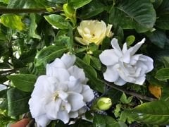 Kod:j02 Belmont gardenya, Belmont Gardenia jasminoides büyük boy ithal (50 - 80 cm boyda)