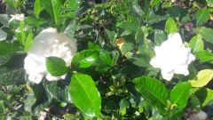 Kod:j02 İthal jumbo gardenya, Gardenia jasminoides büyük boy (80 - 100 cm boyda)