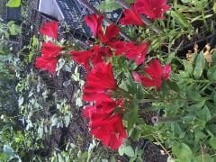Kod:als03 Alstroemeria - koyu kırmızı inka zambağı,  saksıda