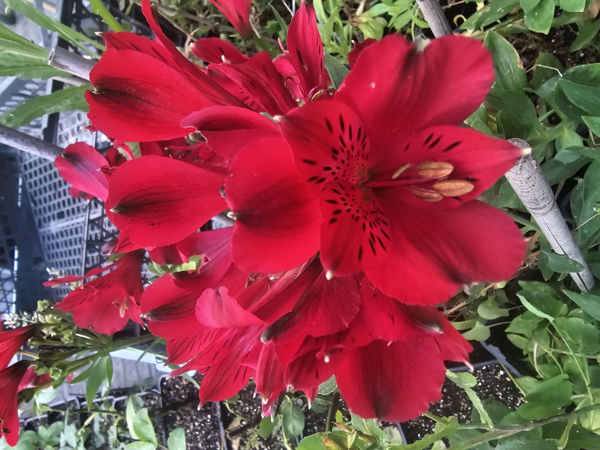 Kod:als03 Alstroemeria - koyu kırmızı inka zambağı,  saksıda