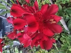 Kod:als03 Alstroemeria - koyu kırmızı inka zambağı,  saksıda