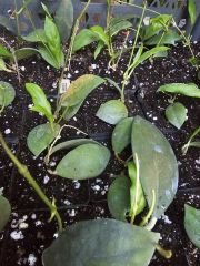 Hoya erythrostemma ut 048 - kokulu mum çiçeği  10-20 cm boyda,toprak da köklü ve sürgünlü (kod:new136a)