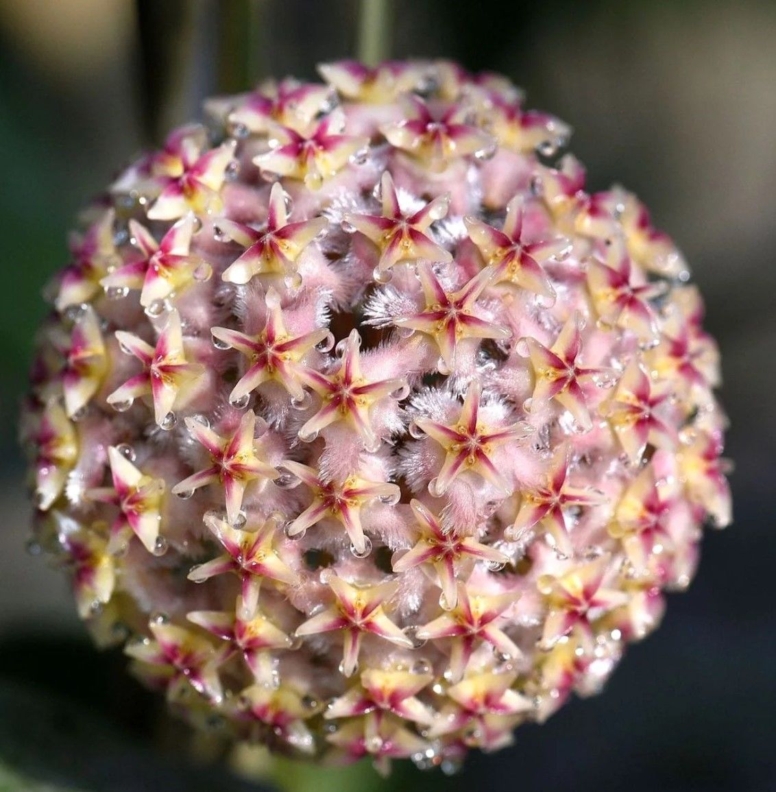 Hoya erythrostemma ut 048 - kokulu mum çiçeği  10-20 cm boyda,toprak da köklü ve sürgünlü (kod:new136a)