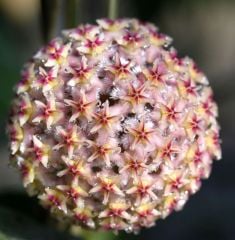 Hoya erythrostemma ut 048 - kokulu mum çiçeği  10-20 cm boyda,toprak da köklü ve sürgünlü (kod:new136a)