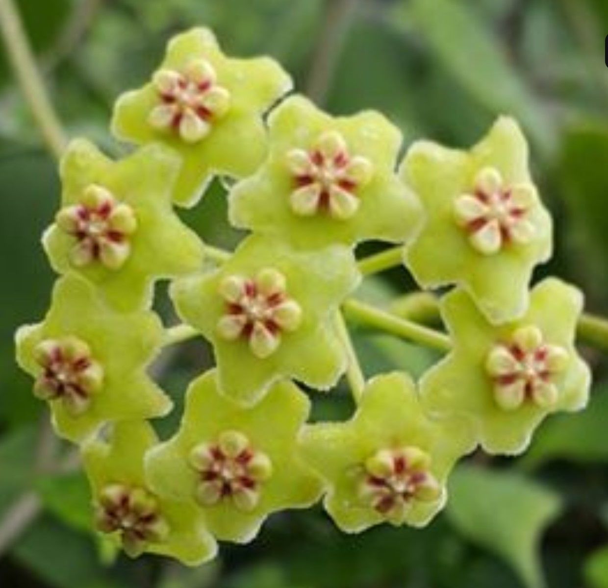 Hoya West Timor - kokulu mum çiçeği  10-20 cm boyda, toprak da köklü ve sürgünlü (kod:new137a)