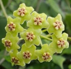Hoya West Timor - kokulu mum çiçeği  10-20 cm boyda, toprak da köklü ve sürgünlü (kod:new137a)