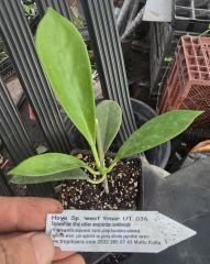 Hoya West Timor - kokulu mum çiçeği  10-20 cm boyda, toprak da köklü ve sürgünlü (kod:new137a)