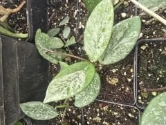 Hoya Wilbur Graves - kokulu mum çiçeği  10-20 cm boyda, toprak da köklü ve sürgünlü (kod:new138a)