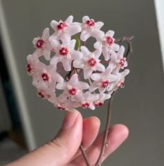 Hoya Wilbur Graves - kokulu mum çiçeği  10-20 cm boyda, toprak da köklü ve sürgünlü (kod:new138a)