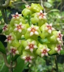 Hoya Sp. ut 033 - kokulu mum çiçeği  10-20 cm boyda, toprak da köklü ve sürgünlü (kod:new139a)