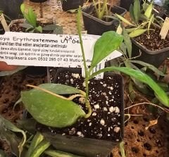 Hoya Sp. ut 033 - kokulu mum çiçeği  10-20 cm boyda, toprak da köklü ve sürgünlü (kod:new139a)