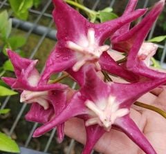 Hoya  onychoides png sv 441 - kokulu mum çiçeği  10-20 cm boyda, toprak da köklü ve sürgünlü (kod:new140a)