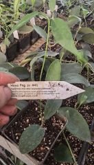 Hoya  onychoides png sv 441 - kokulu mum çiçeği  10-20 cm boyda, toprak da köklü ve sürgünlü (kod:new140a)