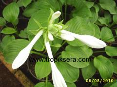 Kod:riz04 Kokulu Hosta: plantaginea var- grandiflora (August Lily)
