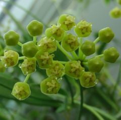 Hoya  odetteae - kokulu mum çiçeği  10-20 cm boyda, toprak da köklü ve sürgünlü (kod:new141a)